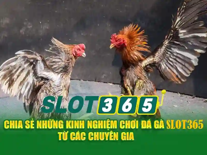 Slot365 free – Tổng quan và giá trị cốt lõi