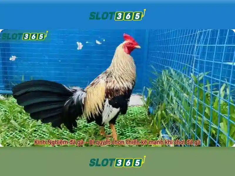 Slot365 là gì?