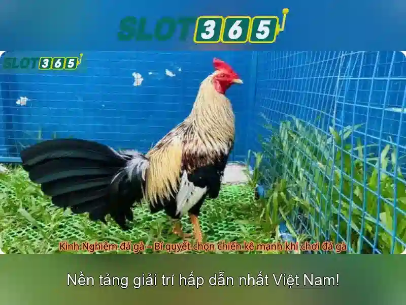 Ưu điểm nổi bật